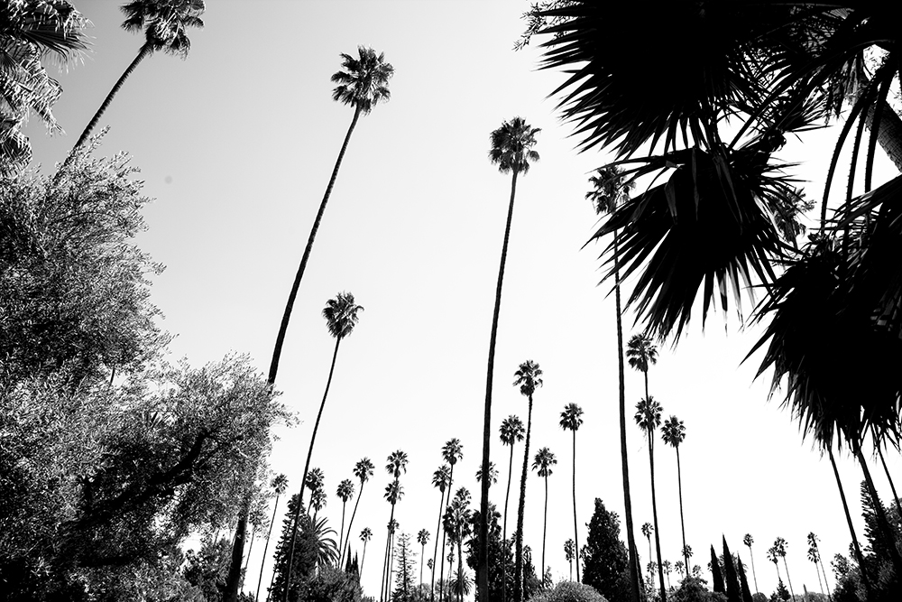 California — palms