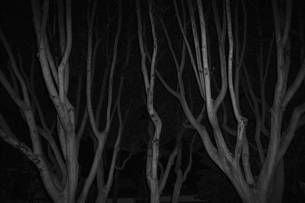 California — trees at night